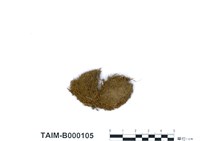 藏品(麻羽苔屬)的圖片